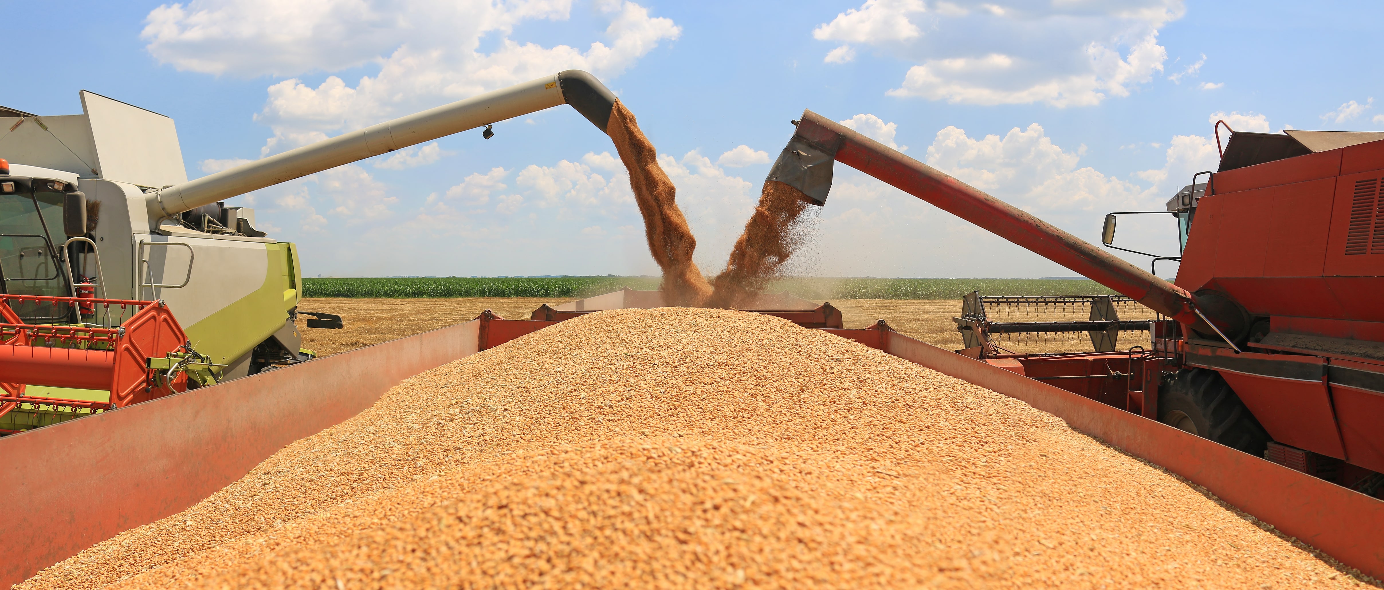 MLT - marché - céréale